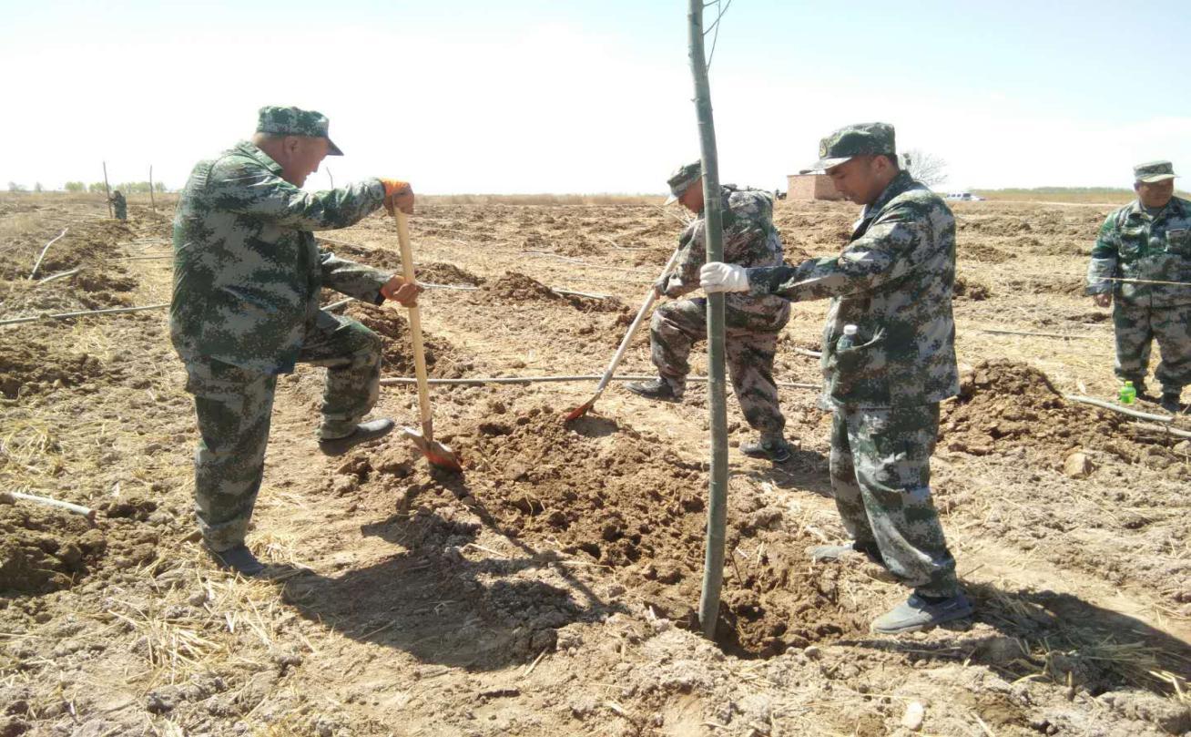 习岗镇组织基干民兵参加植树造林活动